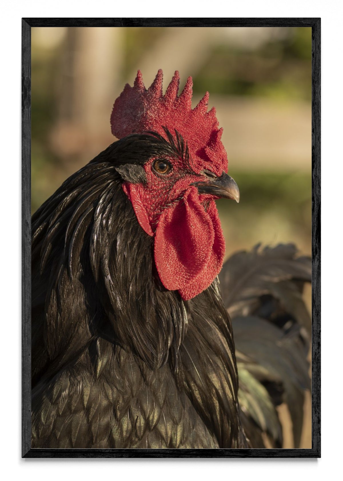 Gallo - FotoV N