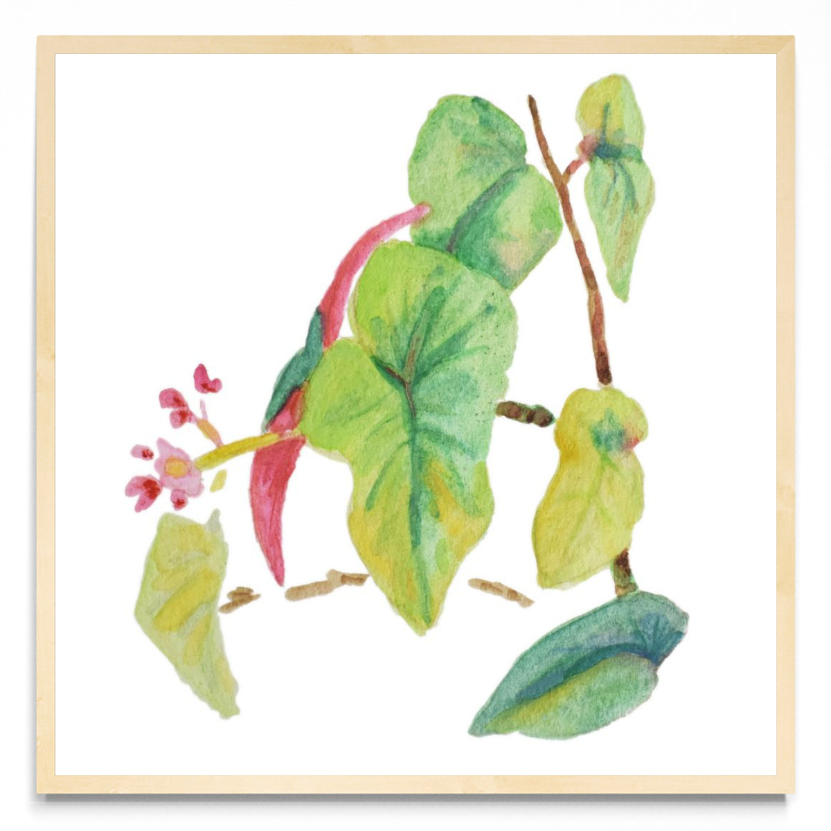 Caladium simple - Cuadrado MC