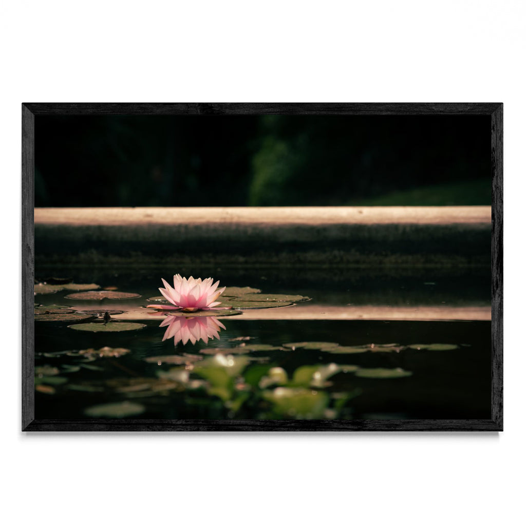 Flor en la superficie - FotoH N