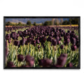 Tulipanes negros - FotoH N