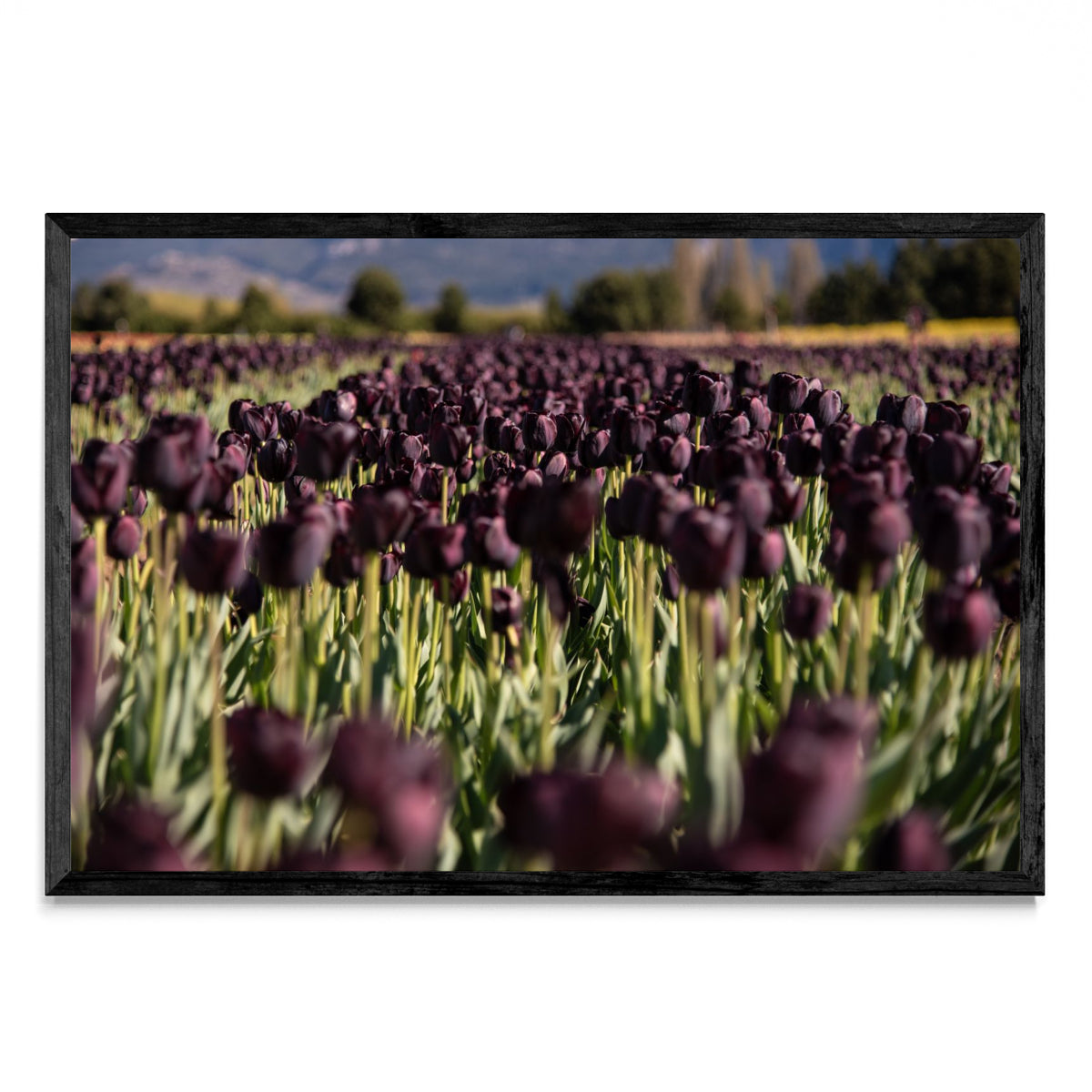 Tulipanes negros - FotoH N