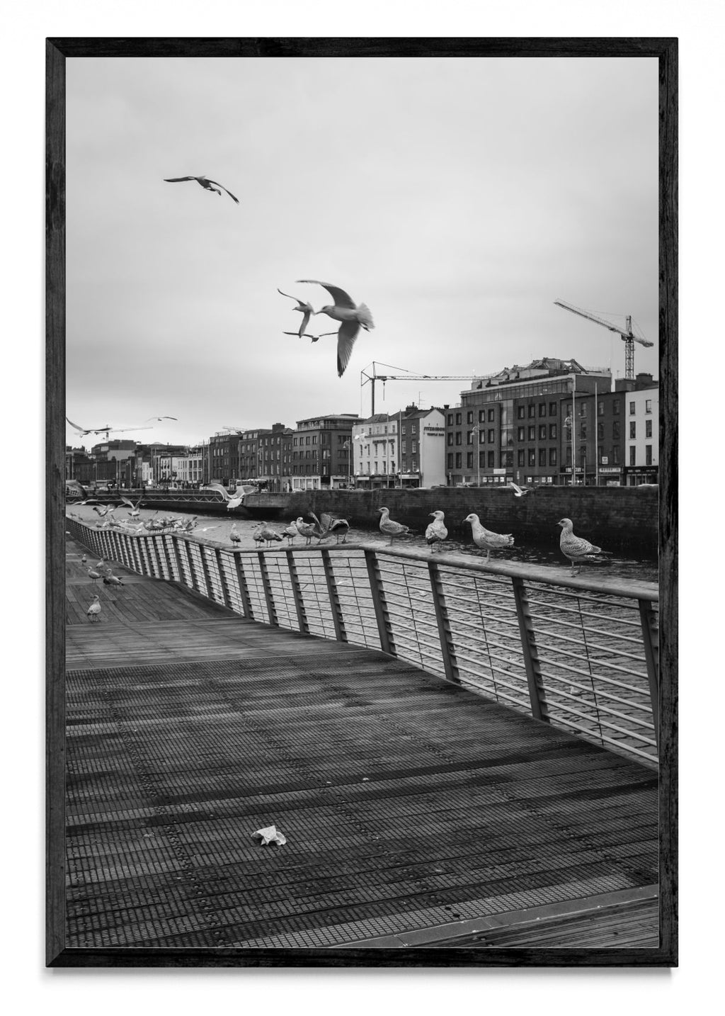 Instante en vuelo - FotoV N