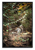 Fauna de Edimburgo - FotoV N