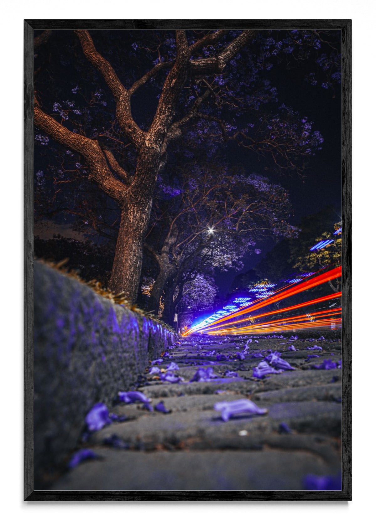 Jacarandá y luces - FotoV N