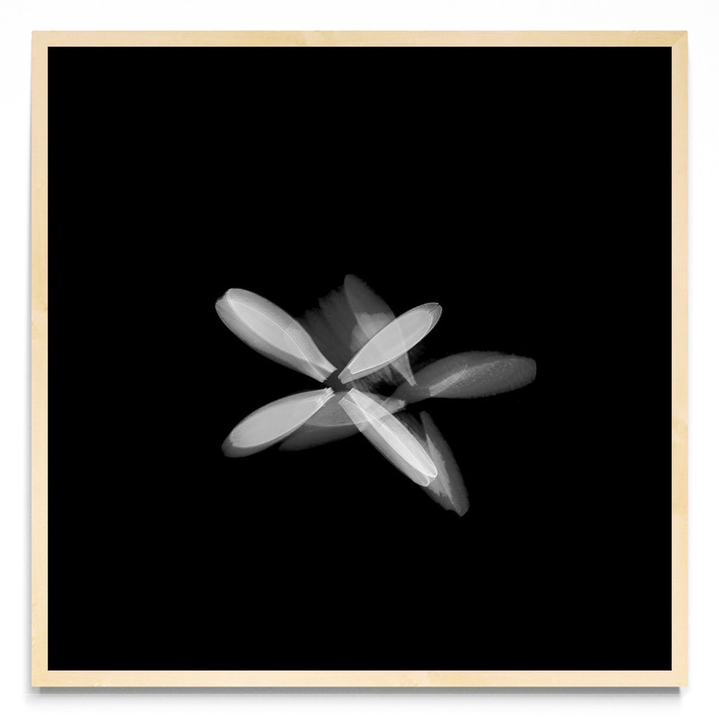Flor blanca (Serie VICEVERSA) - Cuadrado MC