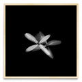 Flor blanca (Serie VICEVERSA) - Cuadrado MC