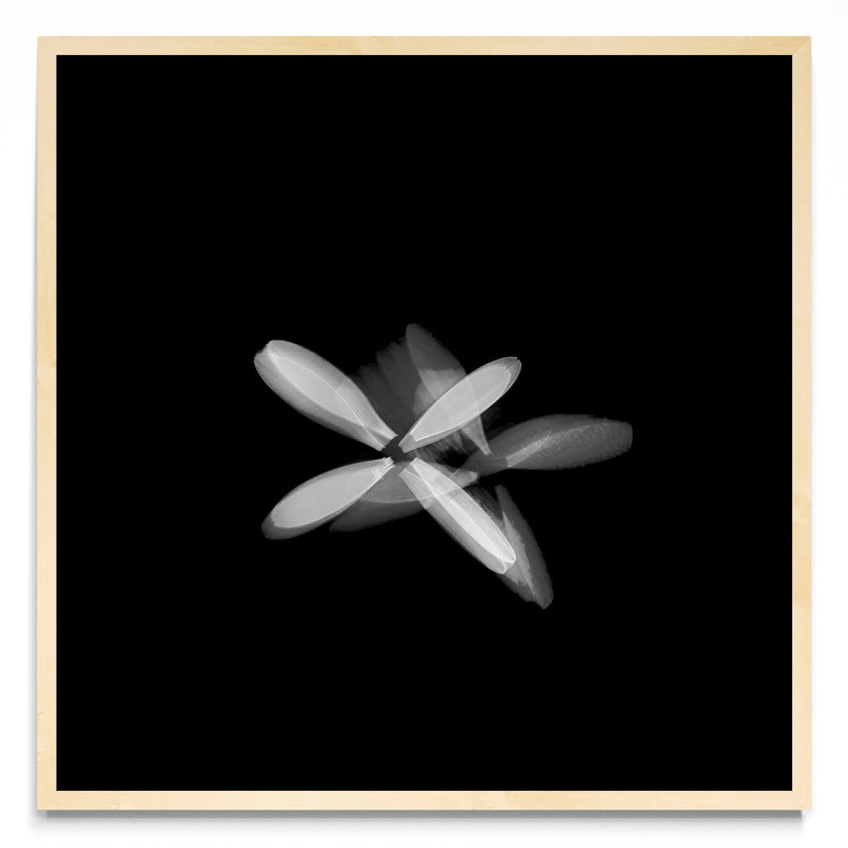 Flor blanca (Serie VICEVERSA) - Cuadrado MC