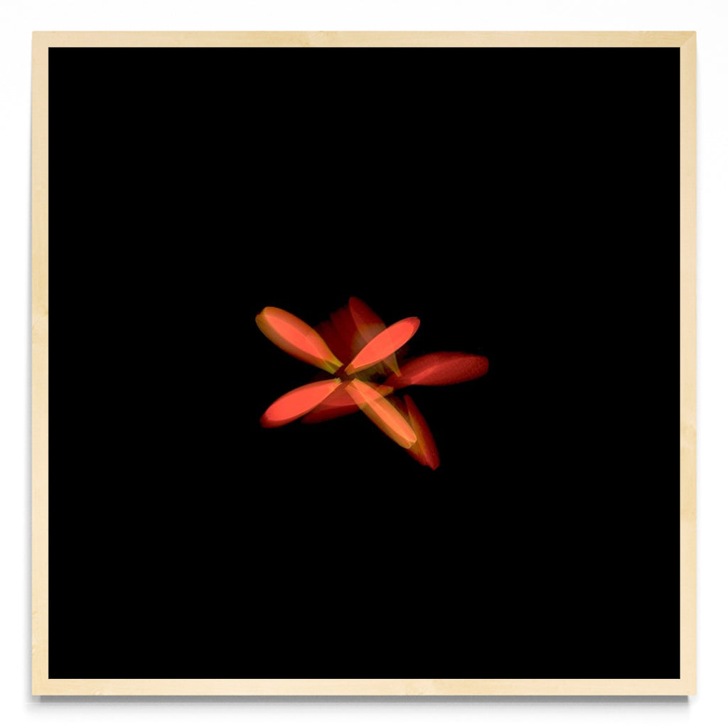 Flor naranja en movimiento - Cuadrado MC