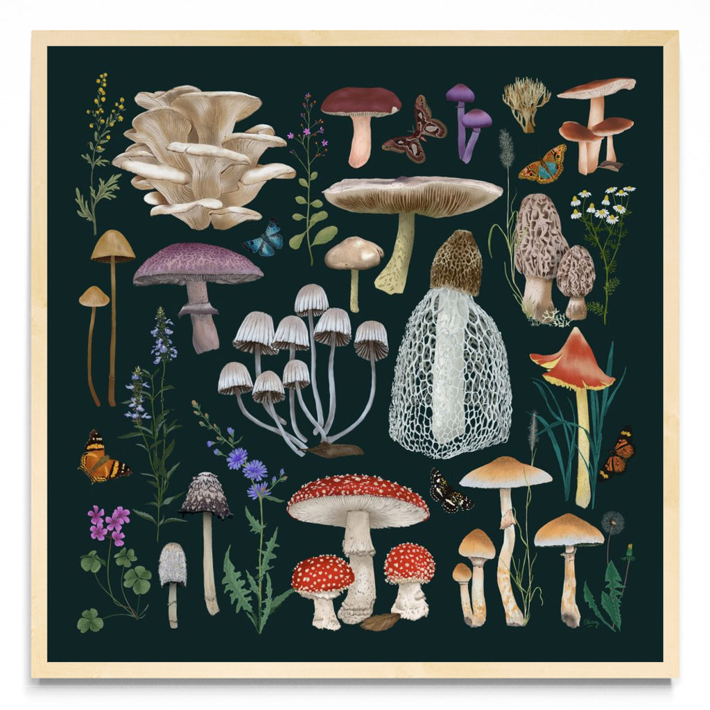 Fungi - Cuadrado MC