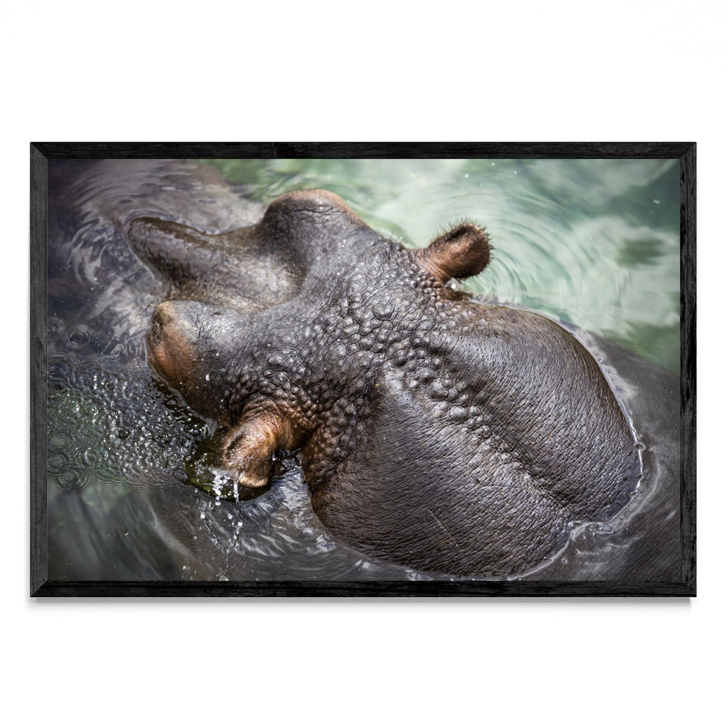 Amphibius - FotoH N