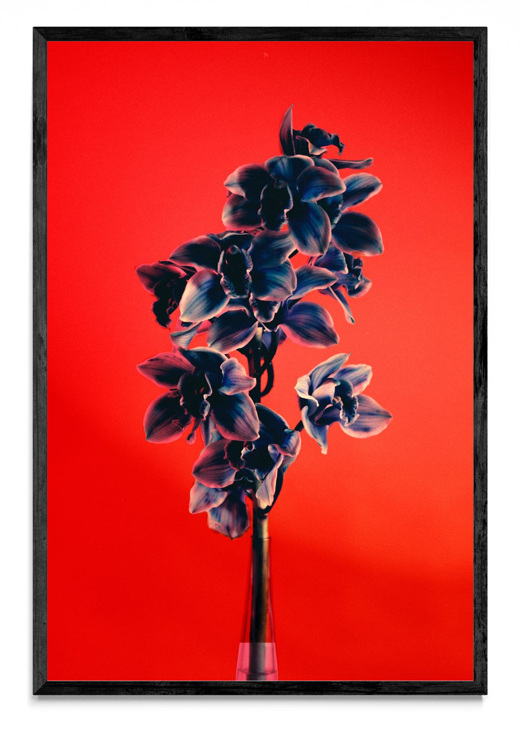 Orquídia II - FotoV N