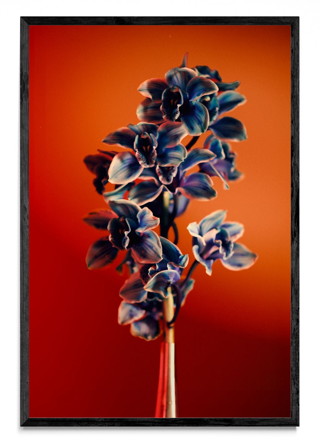 Orquídia III - FotoV N