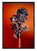 Orquídia III - FotoV N