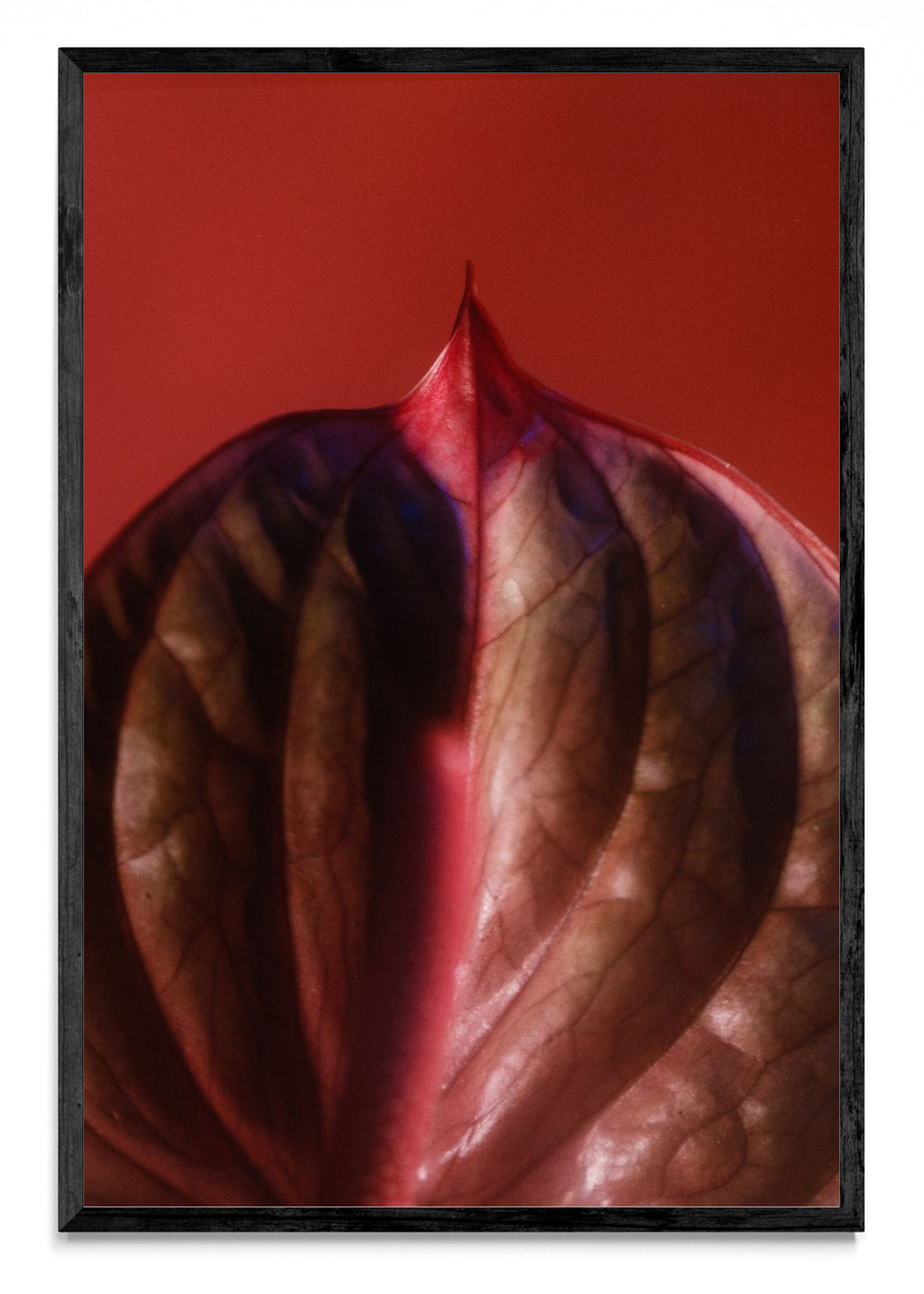 Anturio II - FotoV N