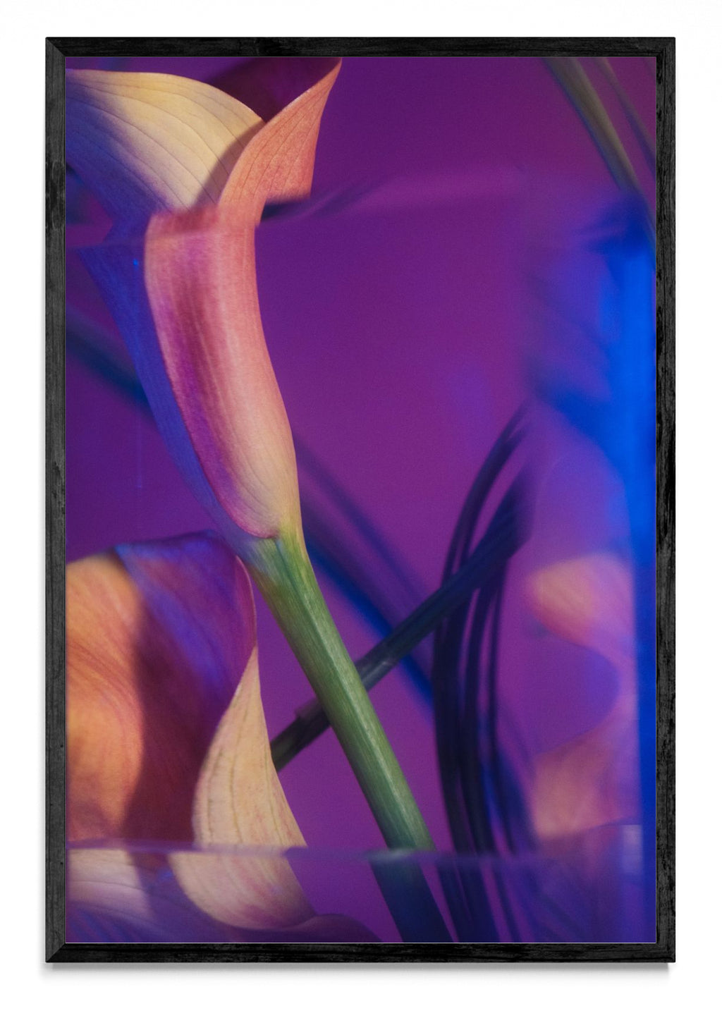 Cala V - FotoV N