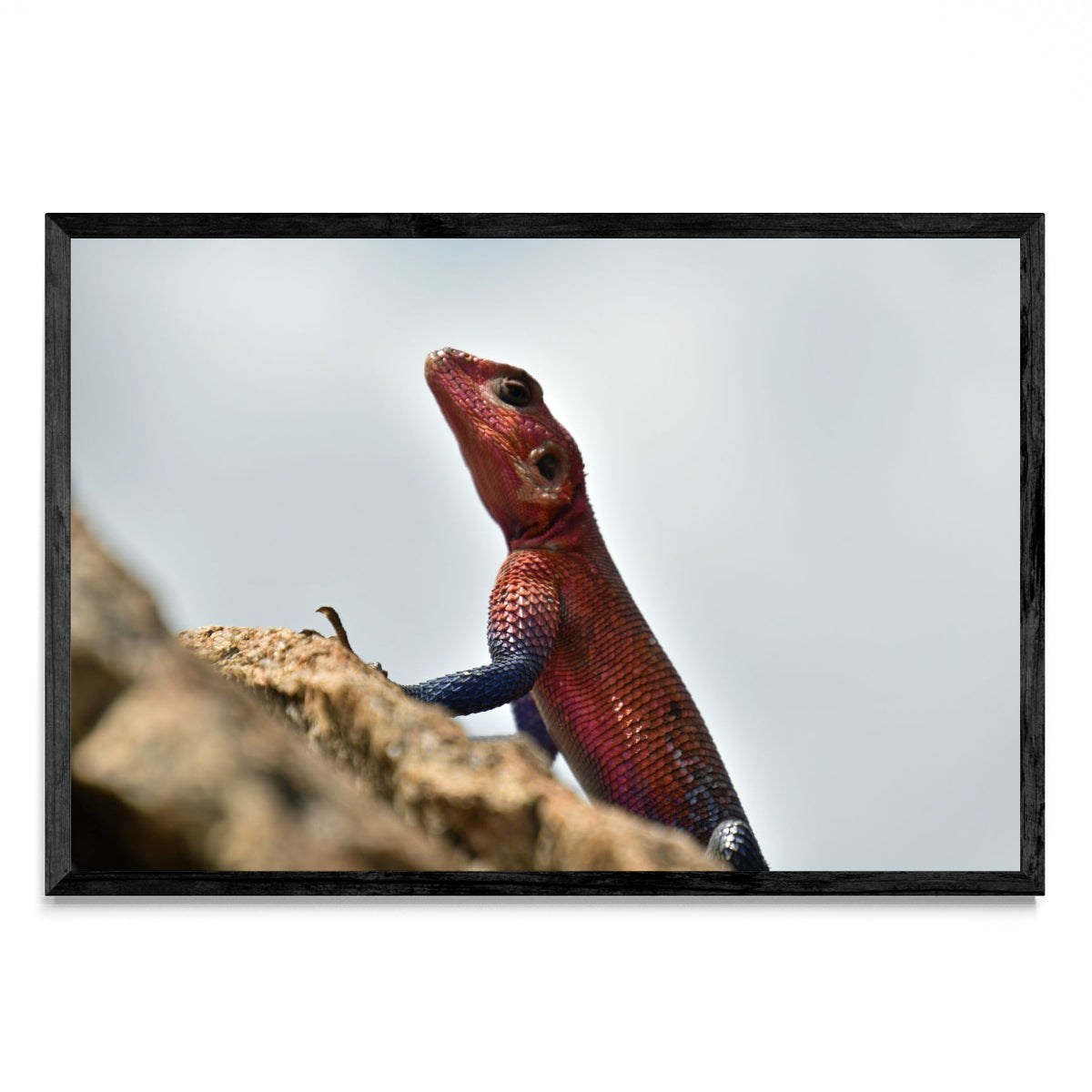 LIZARD - FotoH N