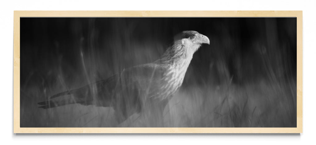 Caracara plancus - Pano H MC