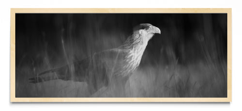Caracara plancus - Pano H MC