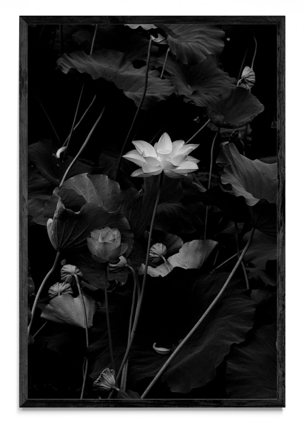 Flor de Loto - FotoV N