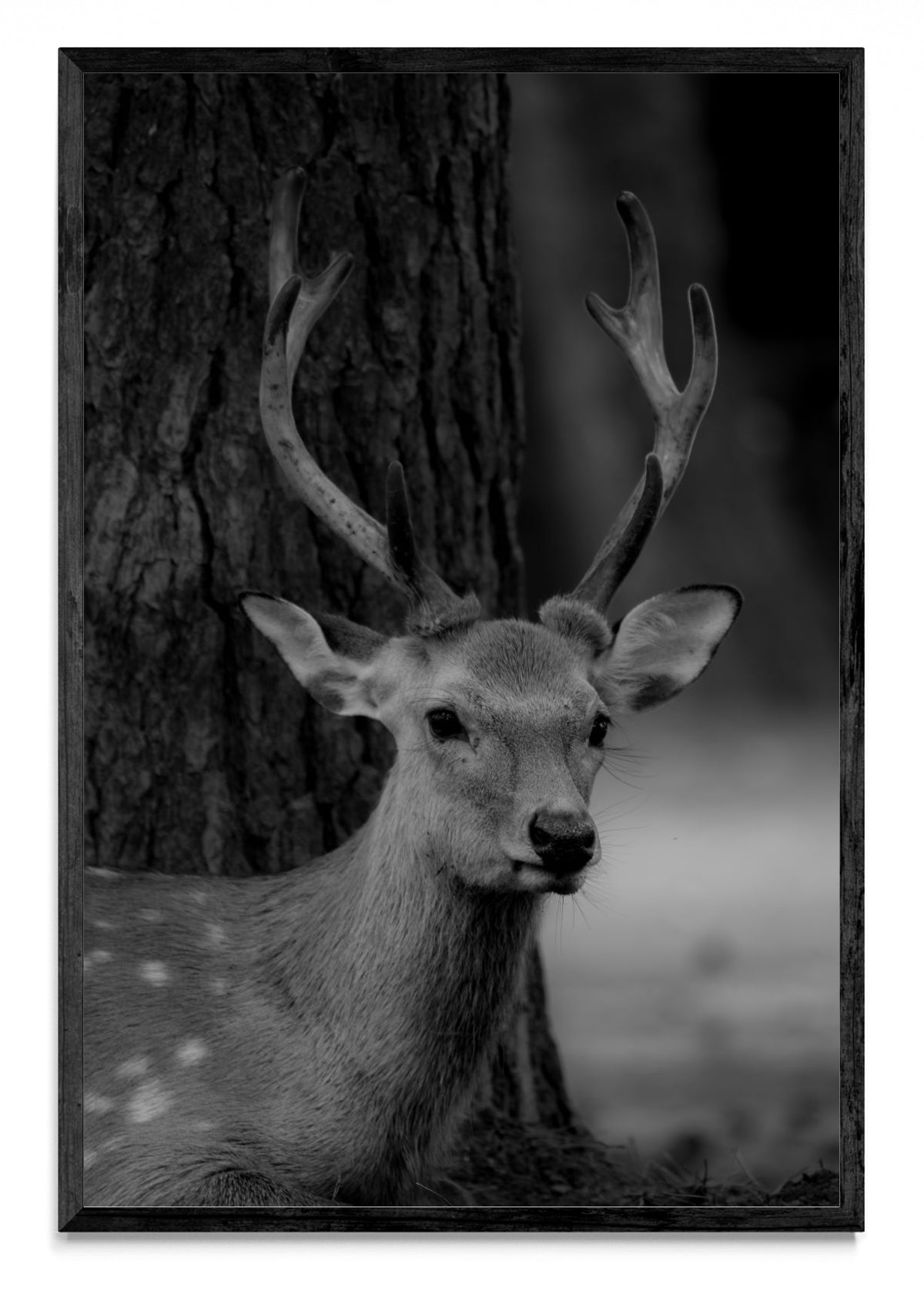 Nara Deer - FotoV N