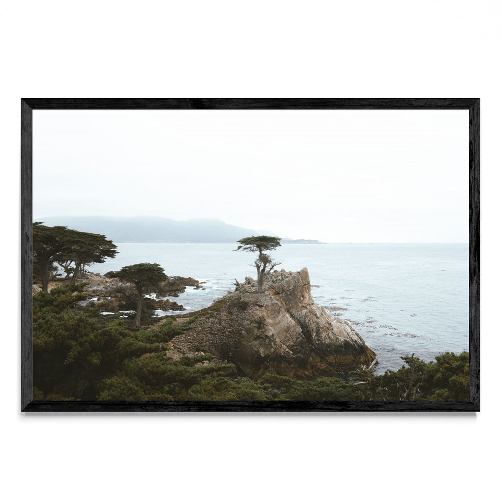 Lonely Cypress - FotoH N