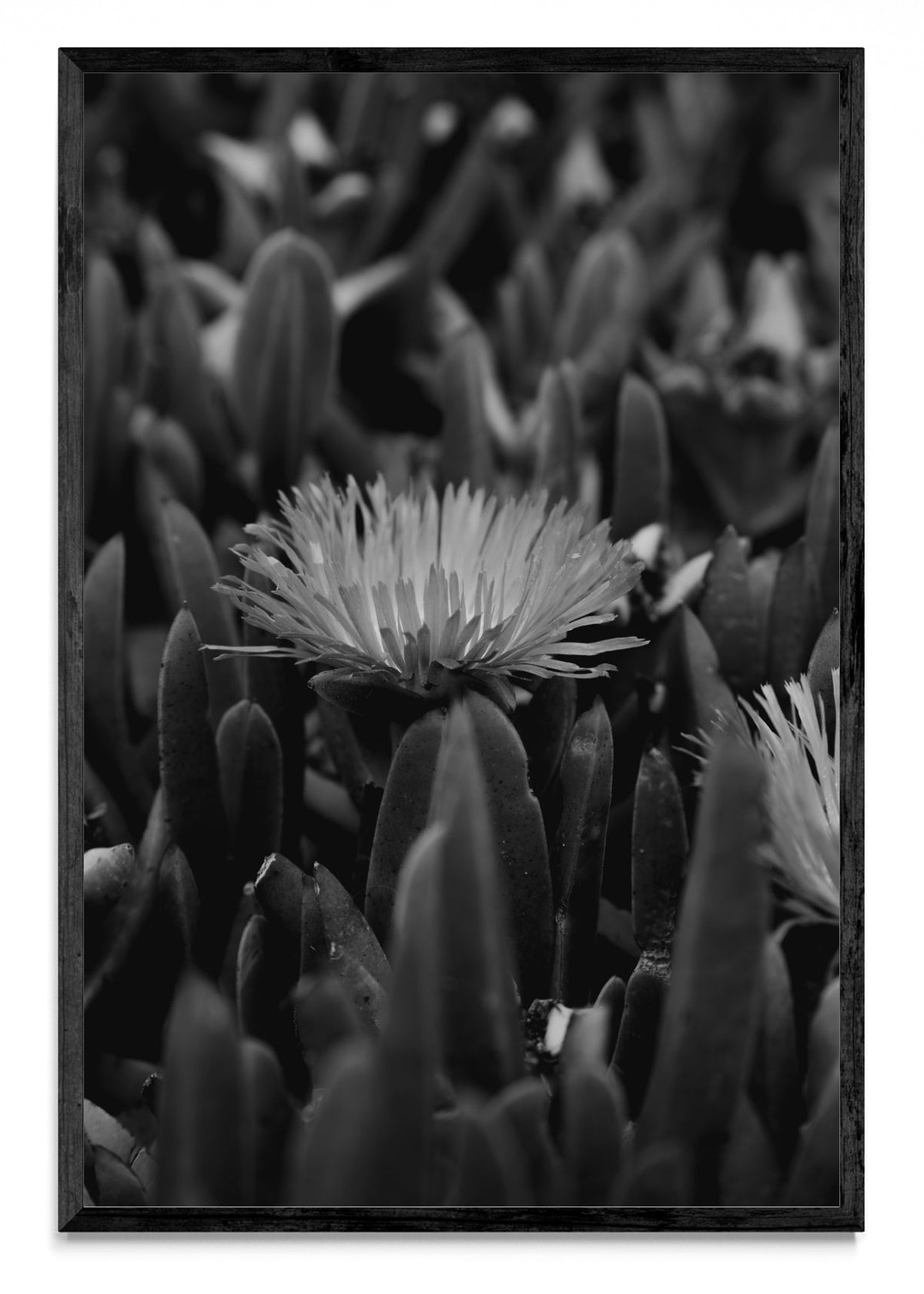Margarita - FotoV N