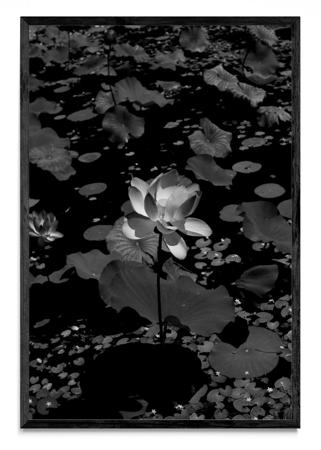 Flor de Loto - FotoV N