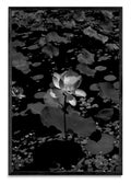 Flor de Loto - FotoV N