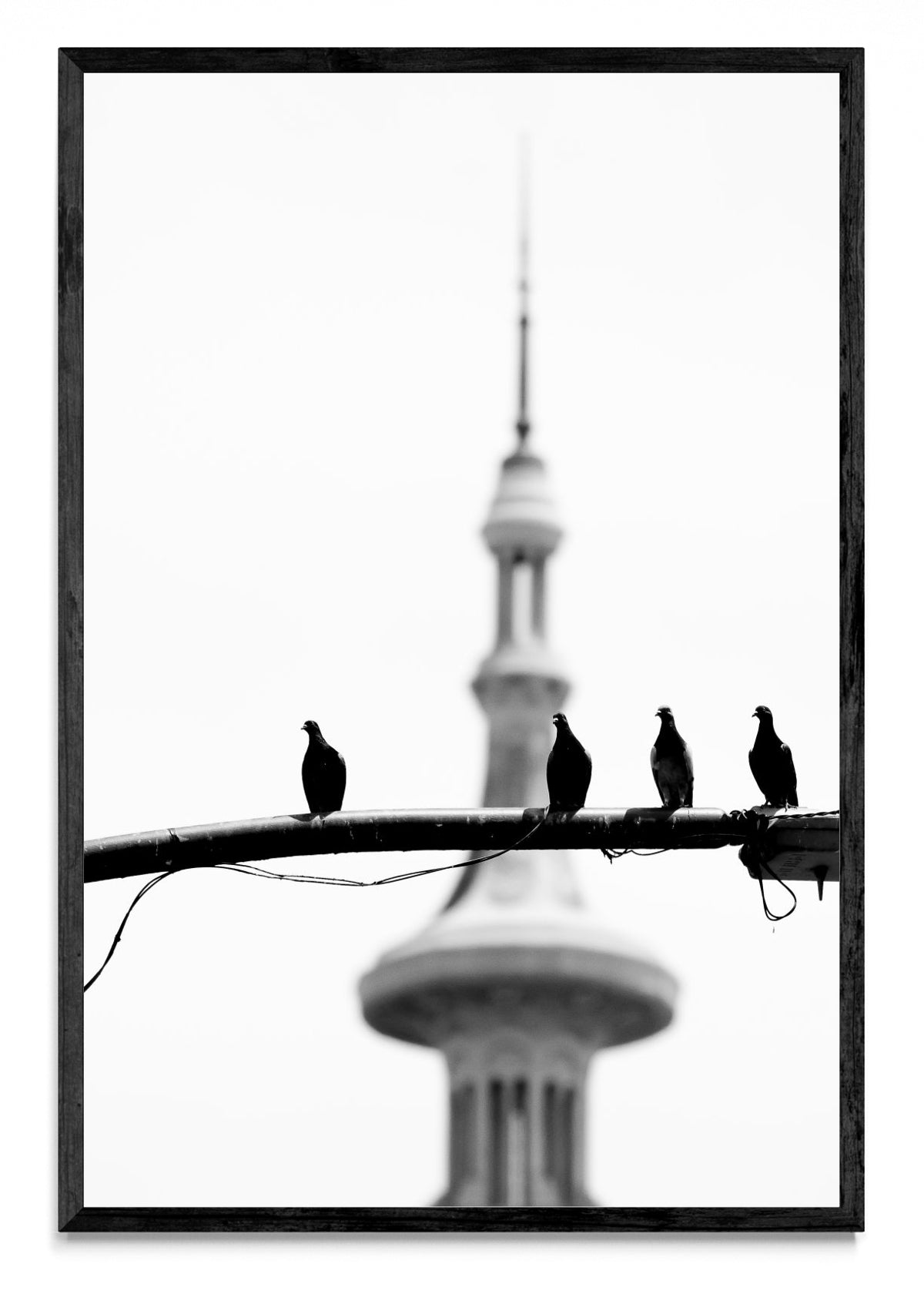 Palomas por Congreso - FotoV N