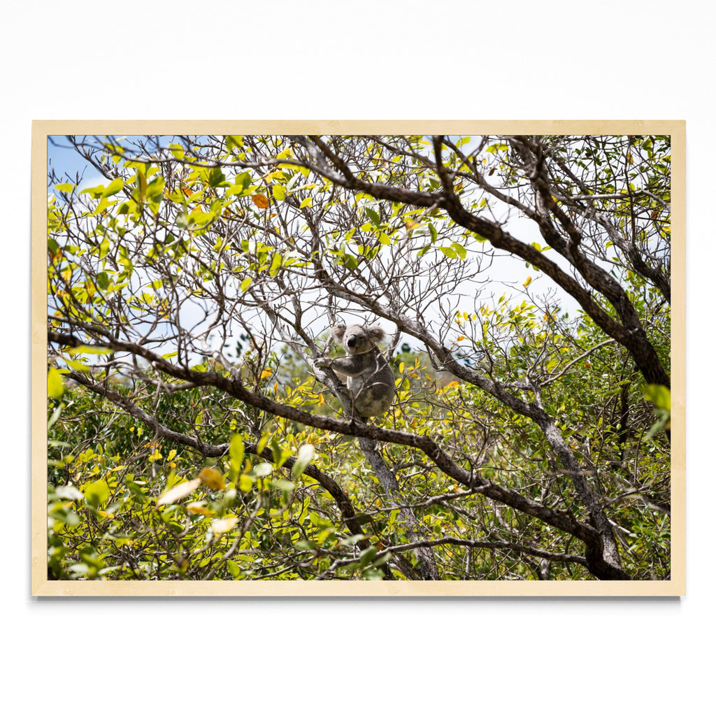 Koala 01 - Paisaje MC