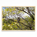 Koala 01 - Paisaje MC