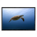 Flying turtle - FotoH N