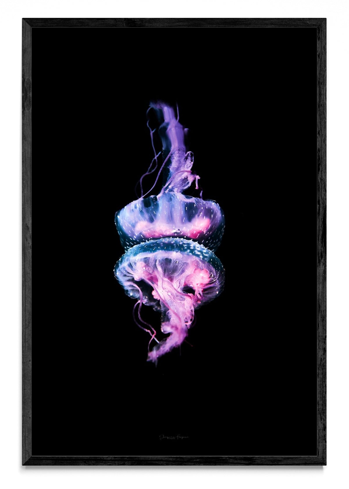 Jelly - FotoV N