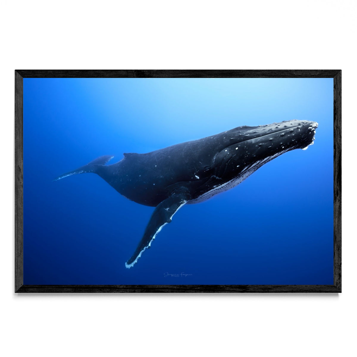 Humpback - FotoH N