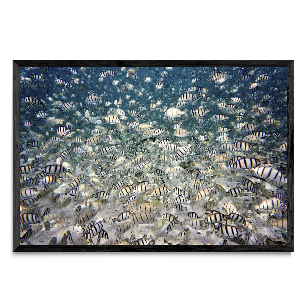 Fish party - FotoH N