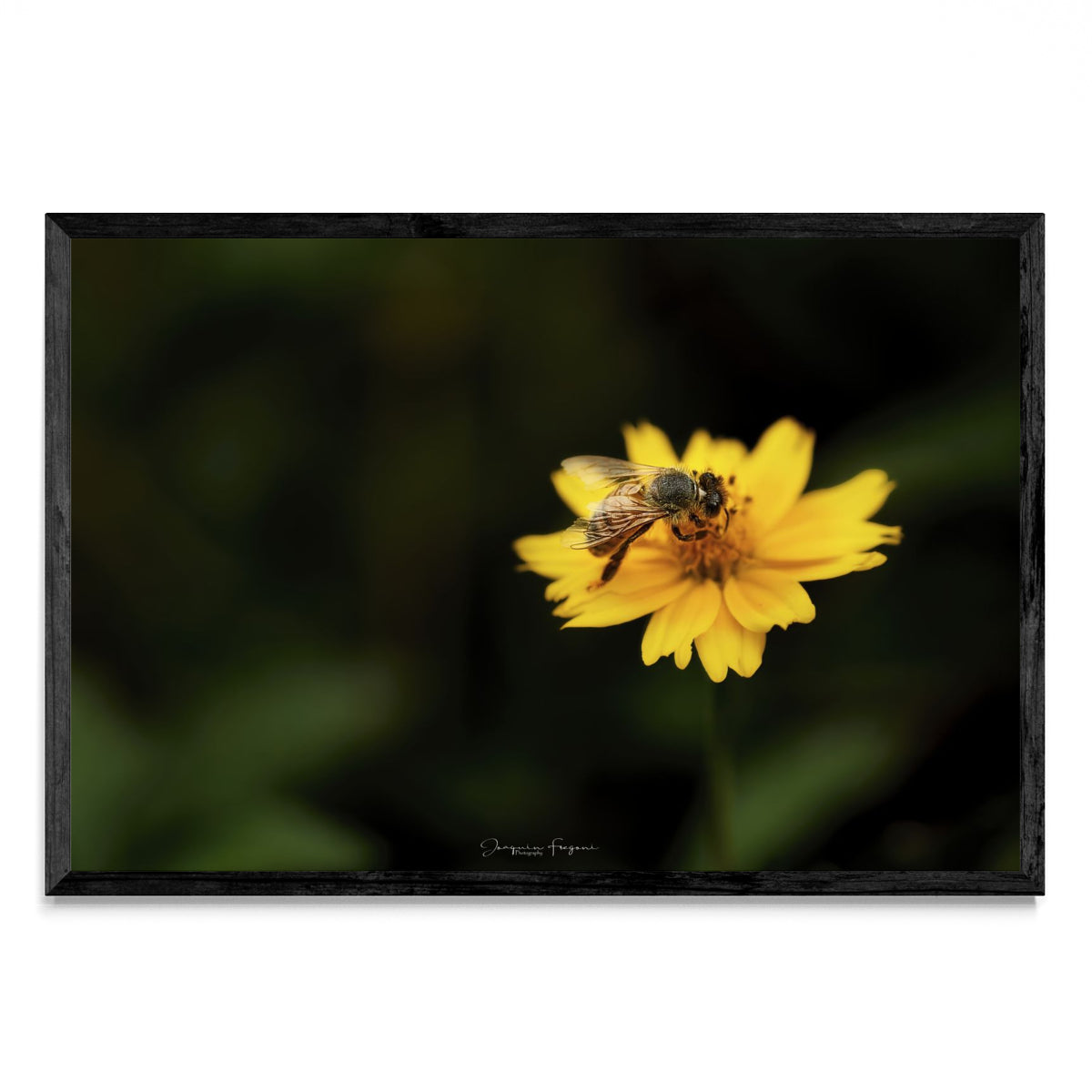 Bee - FotoH N