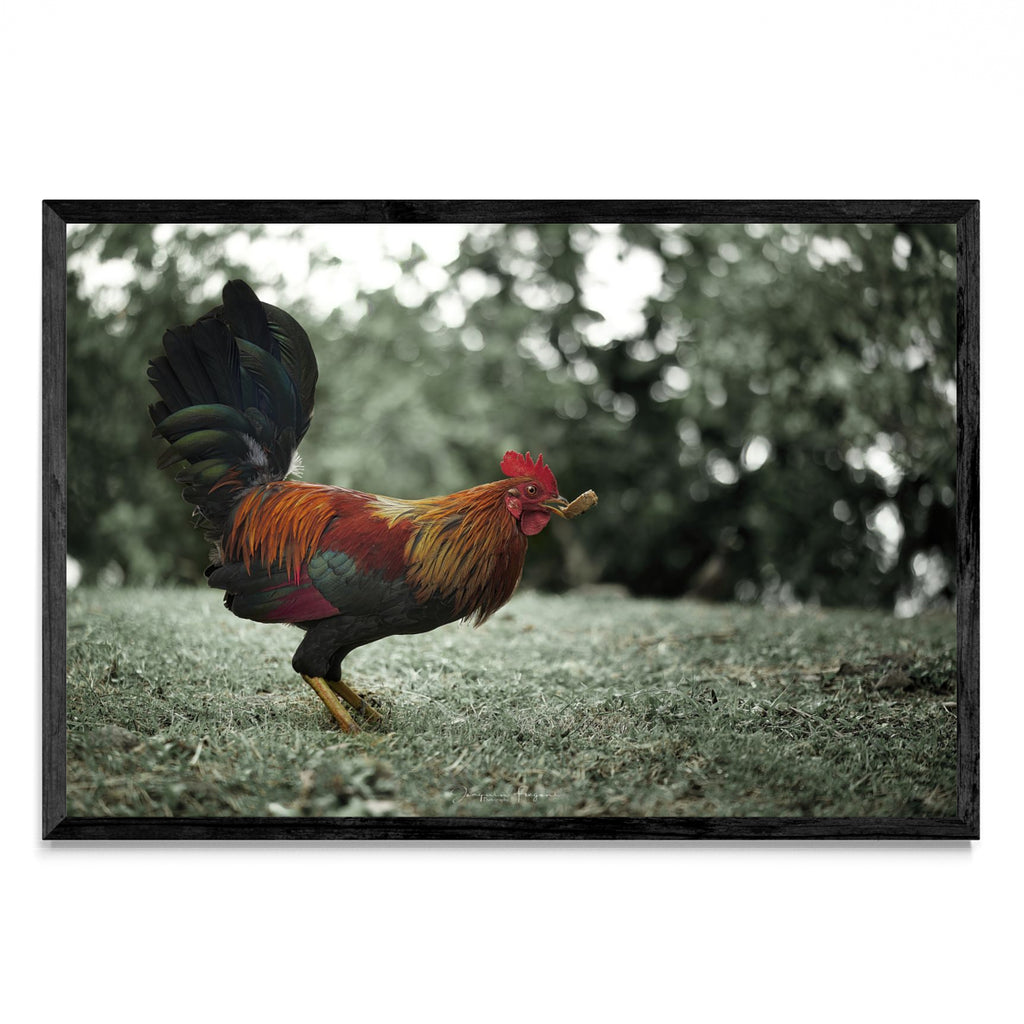Rooster - FotoH N
