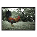 Rooster - FotoH N