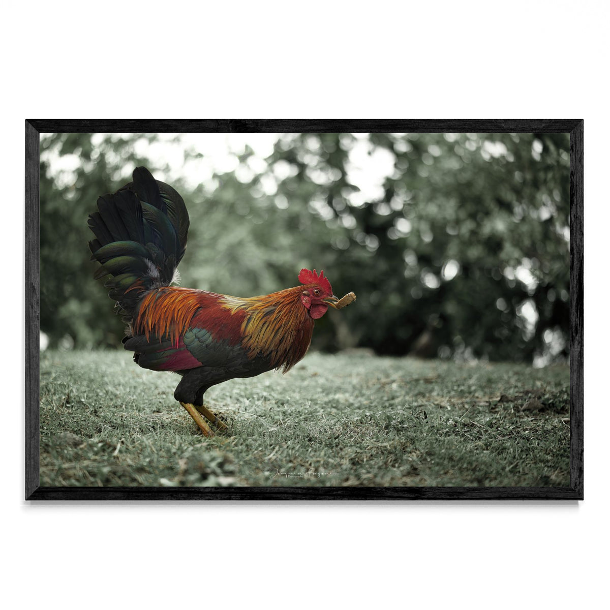 Rooster - FotoH N