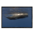 Sperm whales - FotoH N