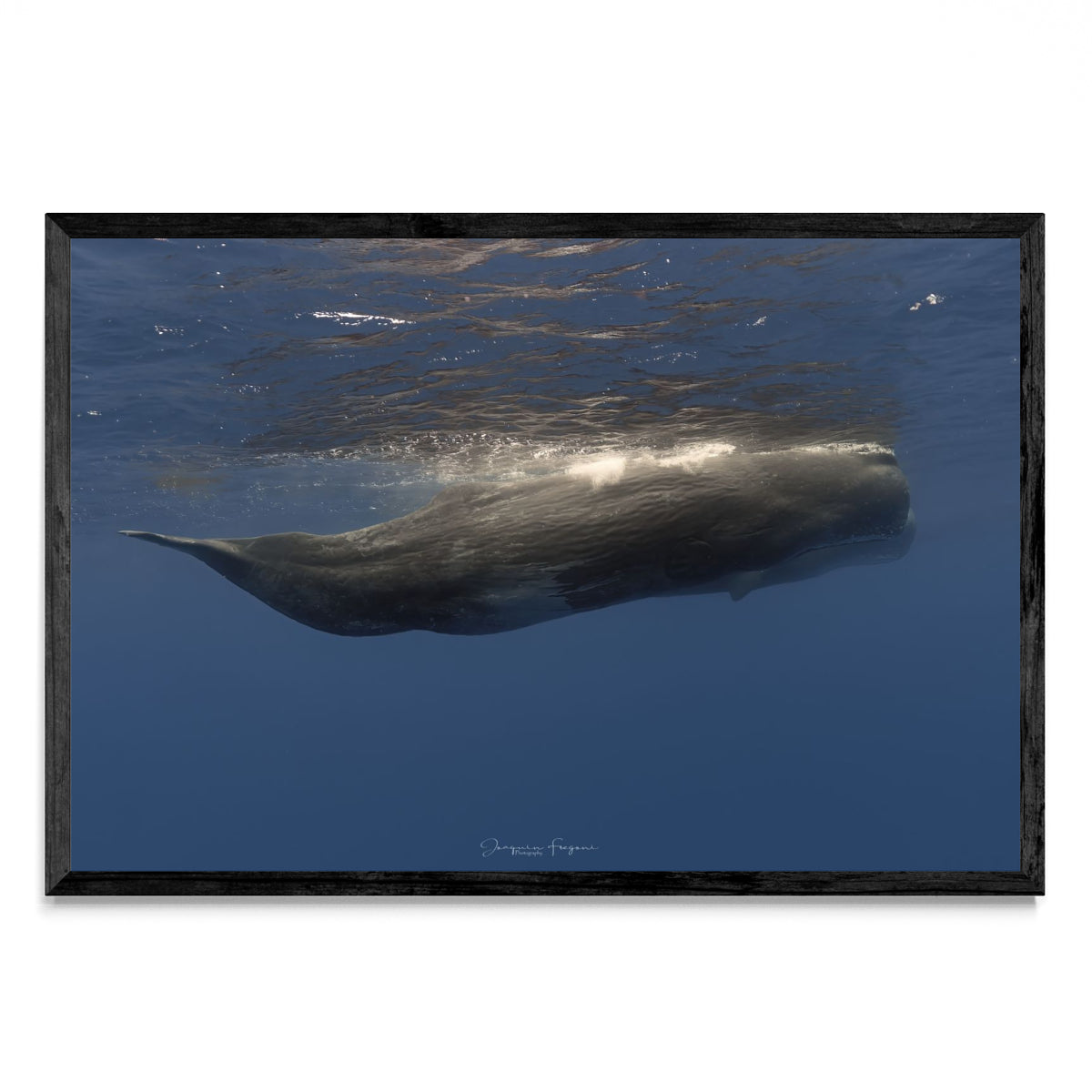 Sperm whales - FotoH N