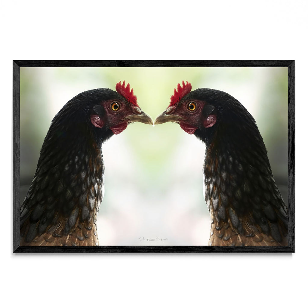 Roosters - FotoH N