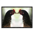 Roosters - FotoH N