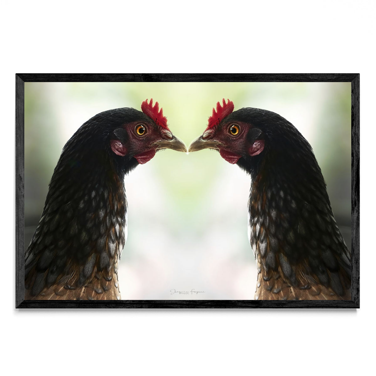 Roosters - FotoH N