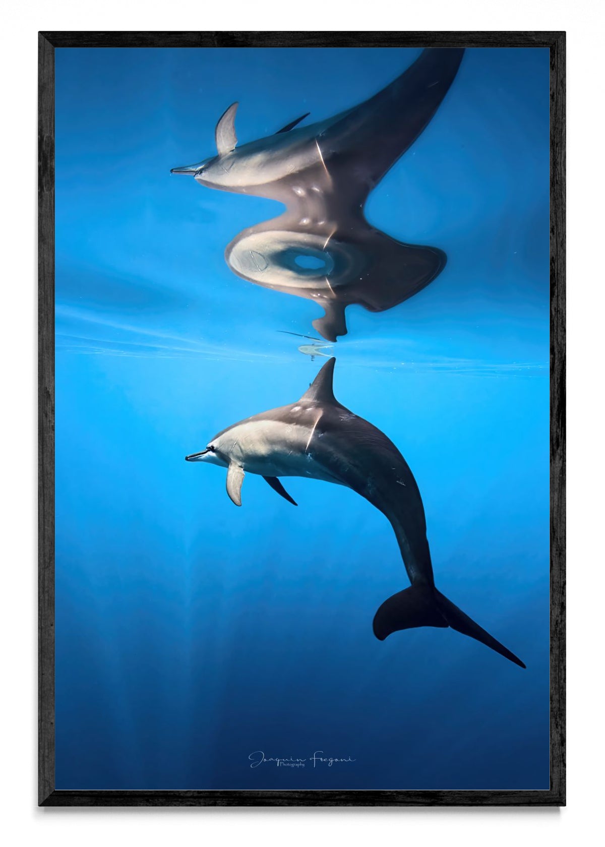 Spinner Dolphin - FotoV N