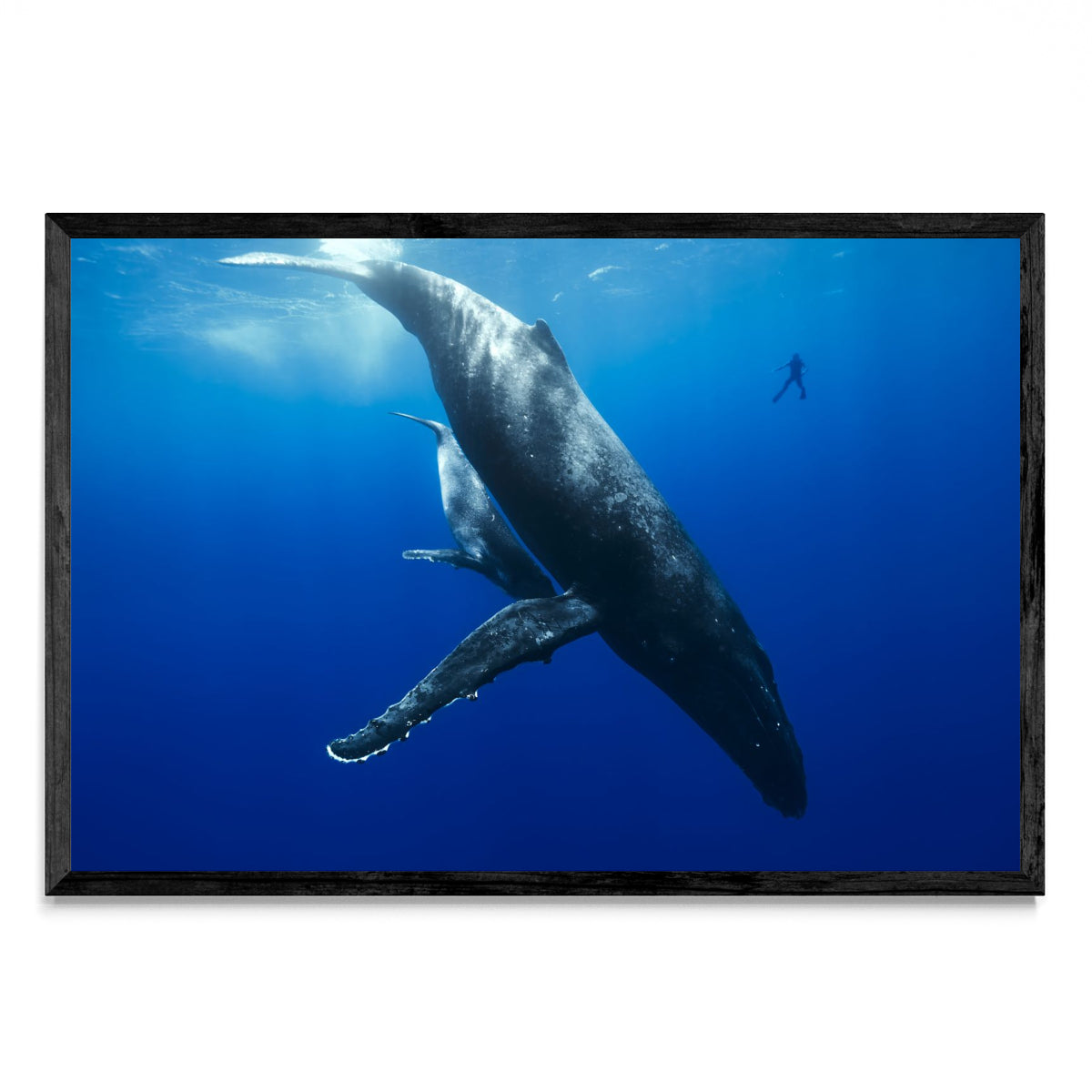 Mi amigo y la ballena - FotoH N