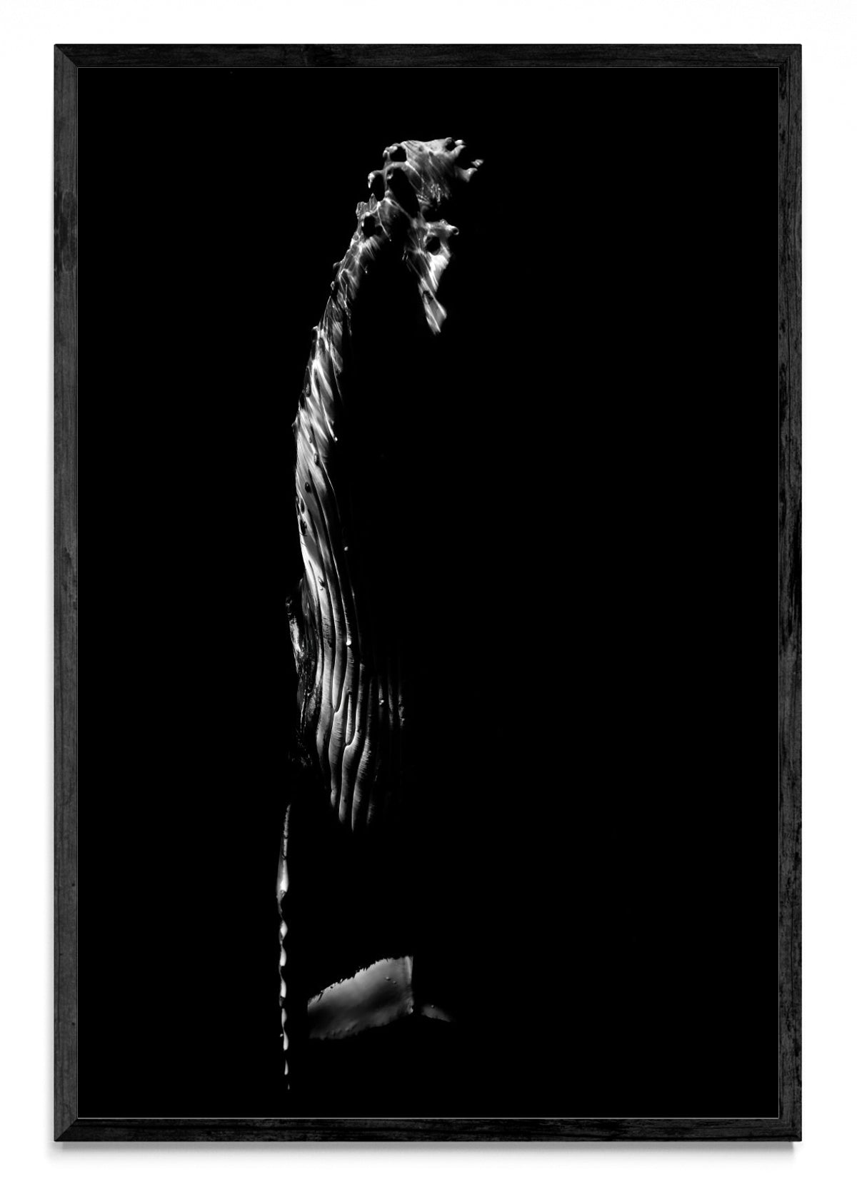 B&W Rise - FotoV N