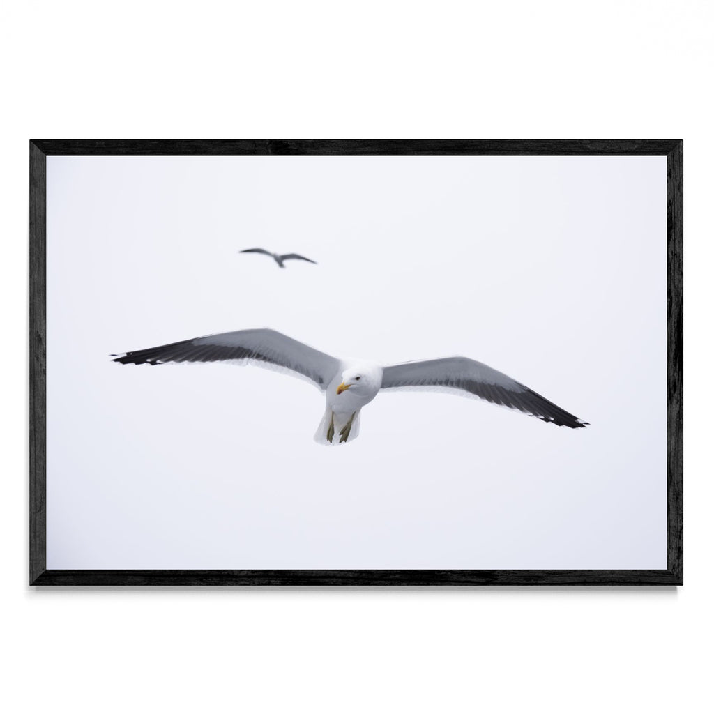 Gaviota en libertad - FotoH N