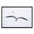 Gaviota en libertad - FotoH N