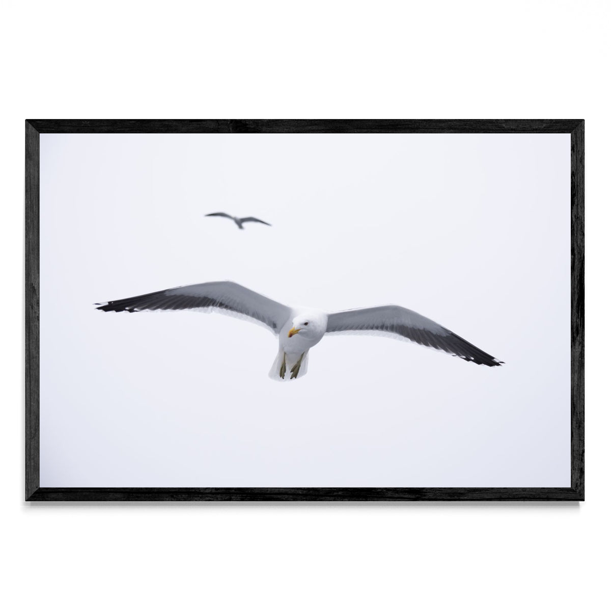 Gaviota en libertad - FotoH N